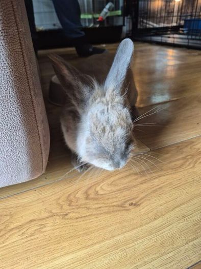 rabbit