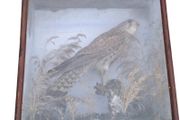 Taxidermy kestrel