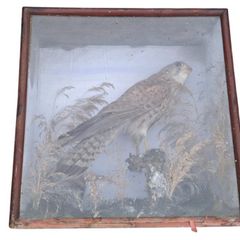 Taxidermy kestrel