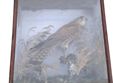 Taxidermy kestrel