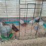 Quail Hatching Eggs Image 2