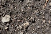 top soil