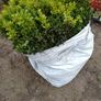 Box Hedging Image 5