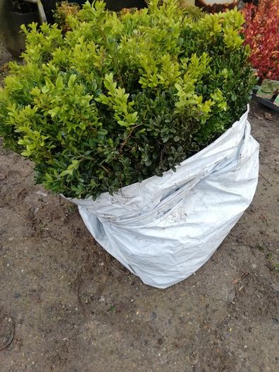 Box Hedging
