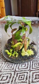 Carnivorous plants small terrarium