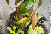 Carnivorous plants small terrarium