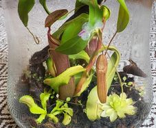 Carnivorous plants small terrarium