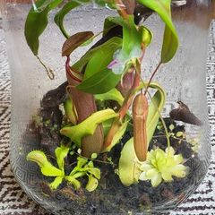Carnivorous plants small terrarium