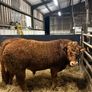 1 Pedigree limousin bull Image 5