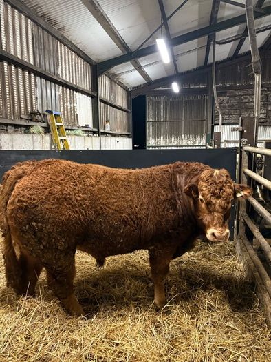1 Pedigree limousin bull