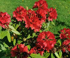 Rare colour XL Red Rhododendron plant