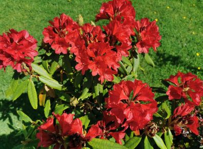 Rare colour XL Red Rhododendron plant