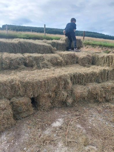 Hay