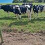 Incalf heifers Image 2