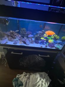 Fish and corals for sale