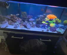 Fish and fish tank 175 litre Aquaone tank