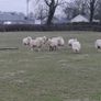 Ewe Lambs Image 4
