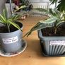 Plant Selection x 5 Image 3