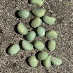 Glow in the dark pebbles