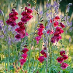 5 x Gladiolus bulbs PAPILIO RUBY