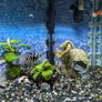 blue parrot cichlid Image 2
