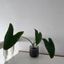 Alocasia Zebrina + Decorative Pot Image 4