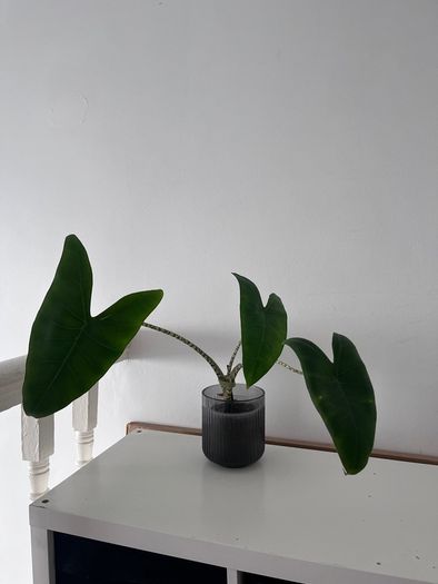 Alocasia Zebrina + Decorative Pot