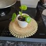 plant Image 2