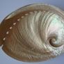 Large shell, Home decor, Trinket dish, Display, Ornament,Gift Image 6