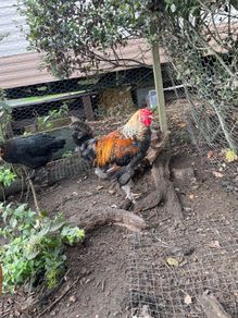 Young roosters