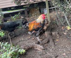 Young roosters