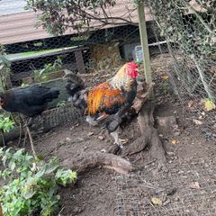 Young roosters