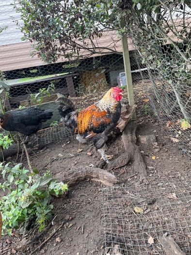 Young roosters