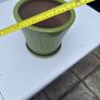 Vibrant green plant  pot Image 3