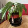 plant Image 3