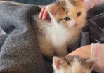 kitten