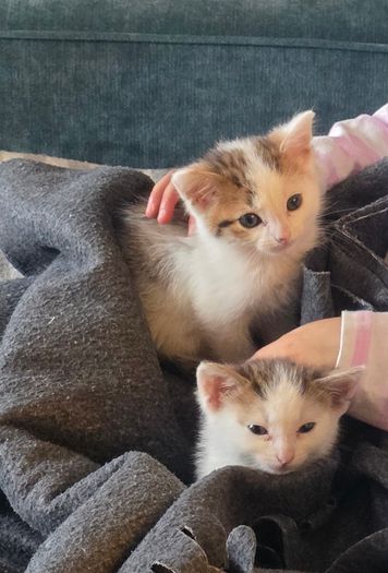 kitten