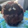 Brown Fox Fursuit Image 5