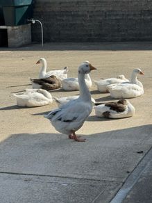 geese