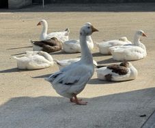 geese