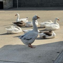geese