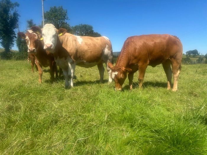 Springing and incalf heifers