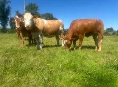 Springing and incalf heifers