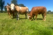 Springing and incalf heifers