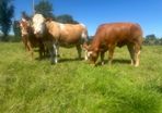 Springing and incalf heifers