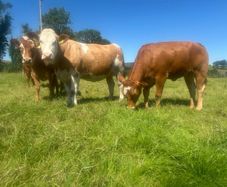 Springing and incalf heifers