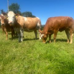 Springing and incalf heifers