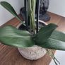 Artifical plant Orchid Image 3