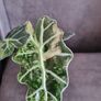 Alocasia bambino aurea variegata - healthy plant Image 2