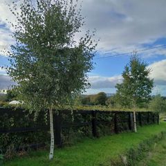 Bare rooted trees